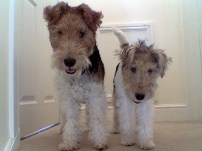 Wire Fox Terrier Top Breed Dog