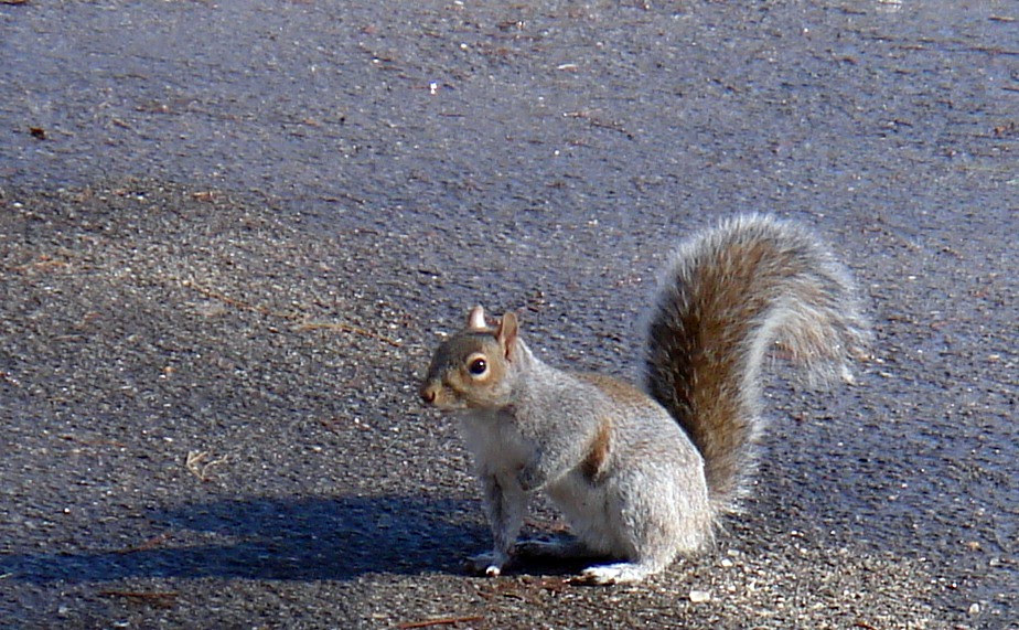 squirrel_2