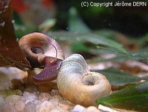 Aquafish Escargots