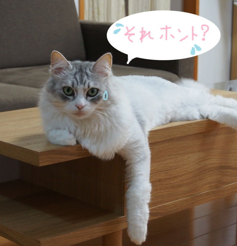 ナメクジ駆除剤にご注意を