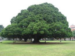 http://siragu.com/wp-content/uploads/2013/10/puvi-veppamayamaathal-7.jpg