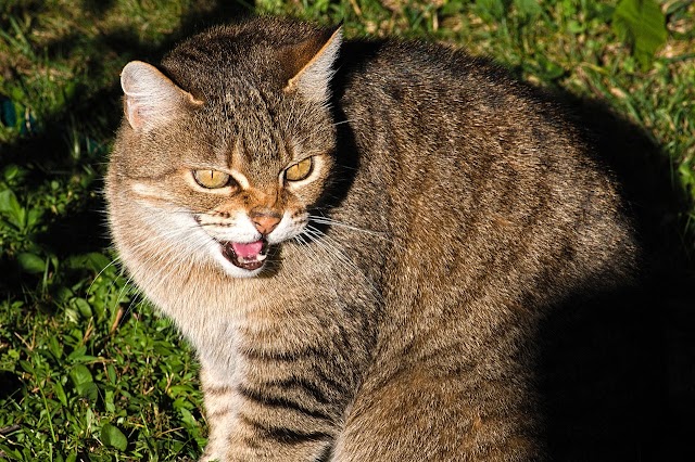 Heavy Breathing in Cats: Signs Understanding and Addressing