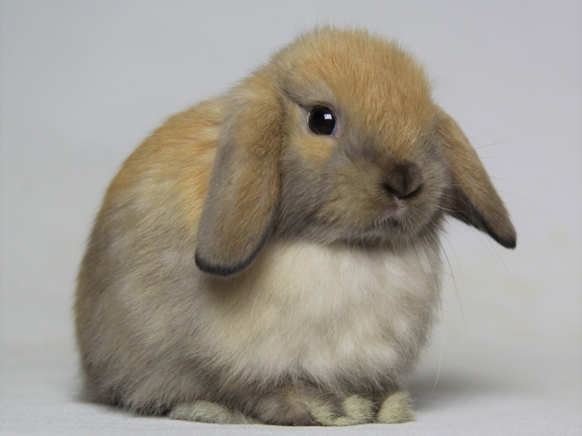 赤ちゃんうさぎ うさぎ専門店 うさぎの森