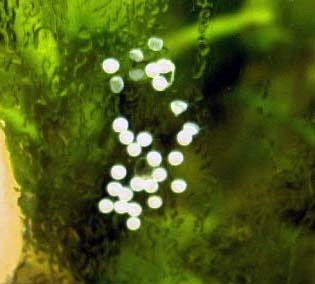 Antennenwels | Artikel von Experten der Aquaristik