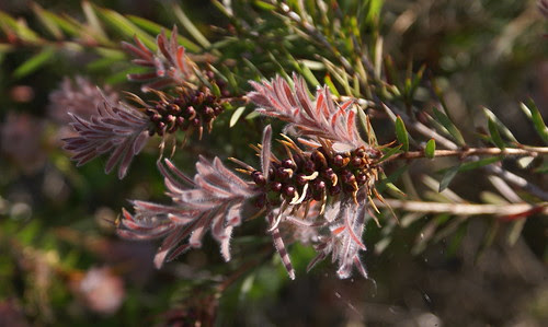 Callistemon - Beachmont by tervo.michael