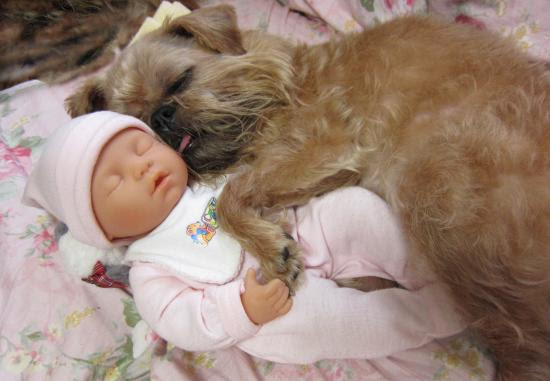 乳児と寝る犬 ほのぼのブリュッセル グリフォン