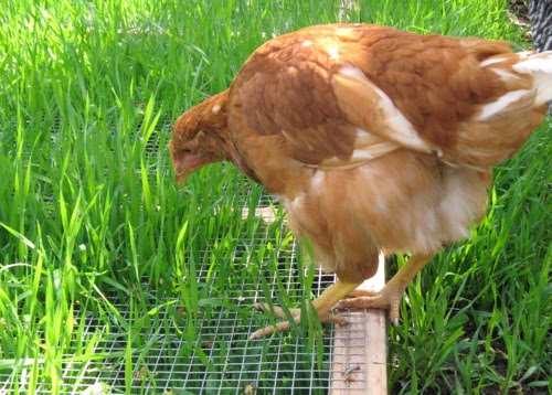 Chicken Co-op Plans Free
