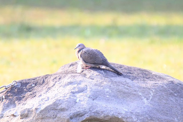 珠頸斑鳩