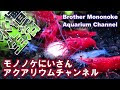 [新しいコレクション] レッド ライン トーピード バルブ コケ 994095-レッド ライン トーピード バルブ コケ