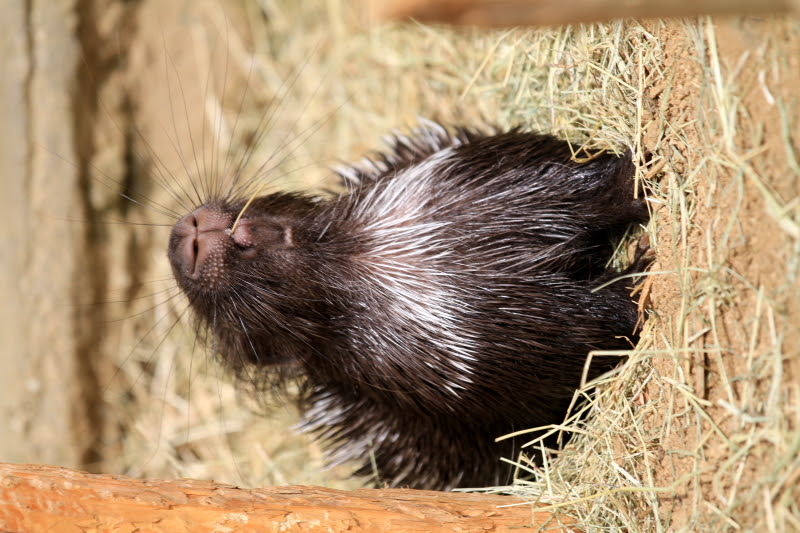 かわいいヤマアラシの赤ちゃん その１５ ヤマアラシ 愛媛県立とべ動物園にて撮影 とべ動物園 動物園写真クラブ愛媛 公式webサイト