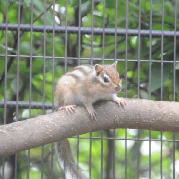 リスと小鳥の森 展示再開 神戸市立王子動物園 公式
