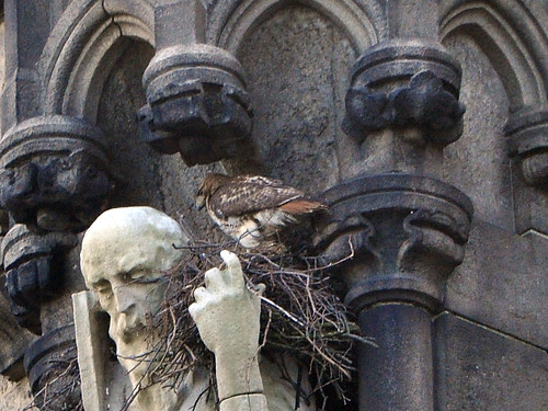 Norman Visits the Nest