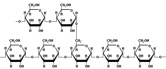 Amylopectin