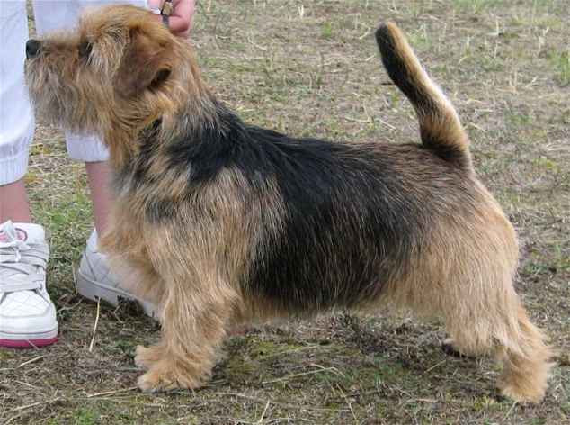Easy Black Gold For Redriff Norfolk Terrier