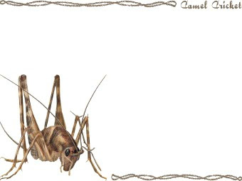スマホ用ページ 竈馬 カマドウマ 便所コオロギのポストカード用イラスト 条件付フリー素材集
