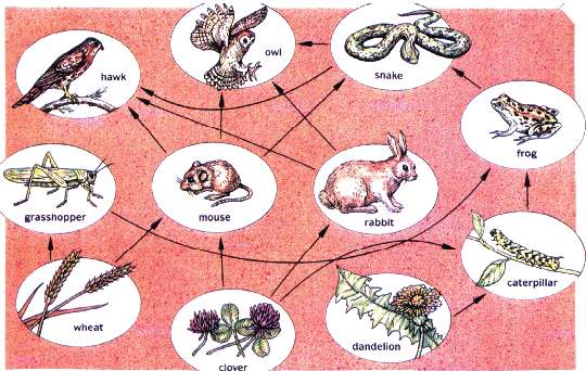 Figure out which organisms in the food chain are 