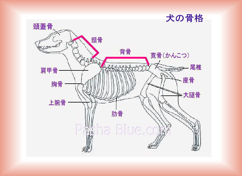犬の体をしろう 犬の骨格 Bow Wow News
