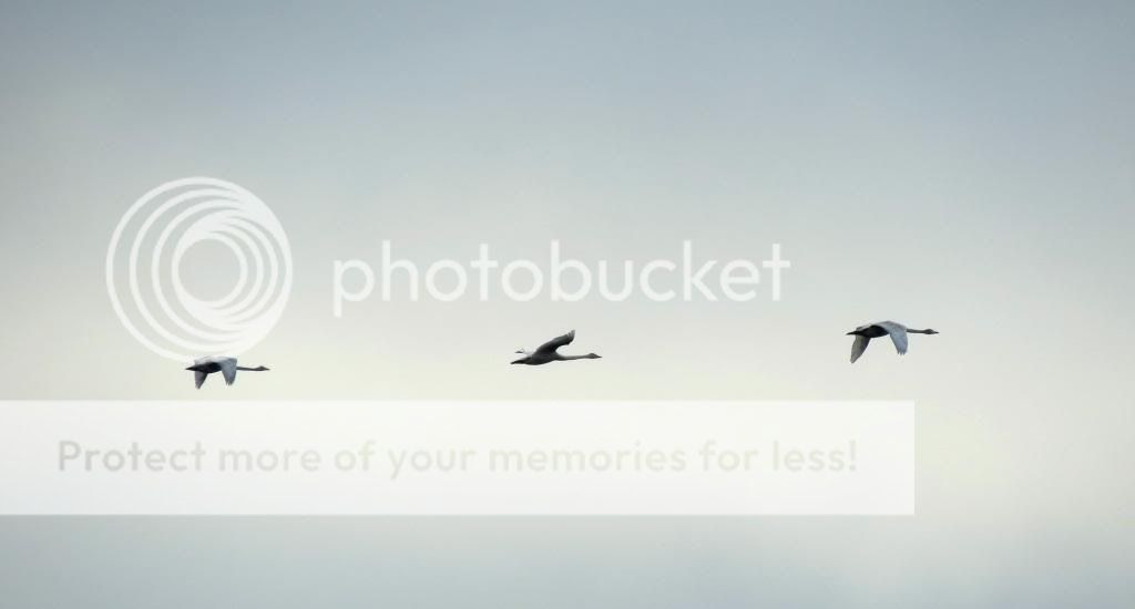  photo IMG_3298_zps53a17d7d.jpg