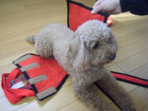小型 中型犬ベスト型ハーネス オーダーの犬用介護ハーネス工房 くろーどワン