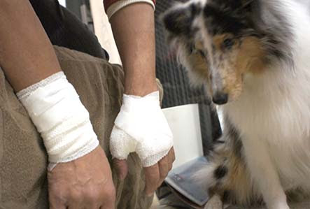 失格 飼い犬に手を噛まれた情けない飼い主の話 Elan S Blog2 Silva S Diary