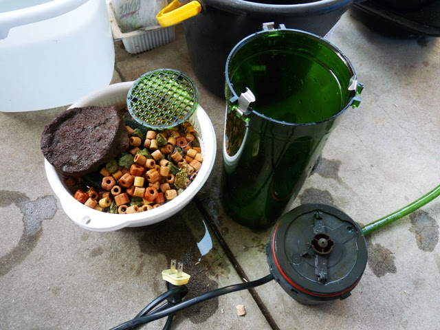 ４０ｃｍ水槽 ２２１３ コンテナ撤去とフィルターの掃除です ヒカリの国のアクア