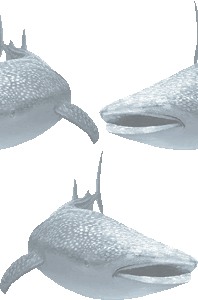 甚平鮫 ジンベエ ザメ サメのイラスト 条件付フリー素材集