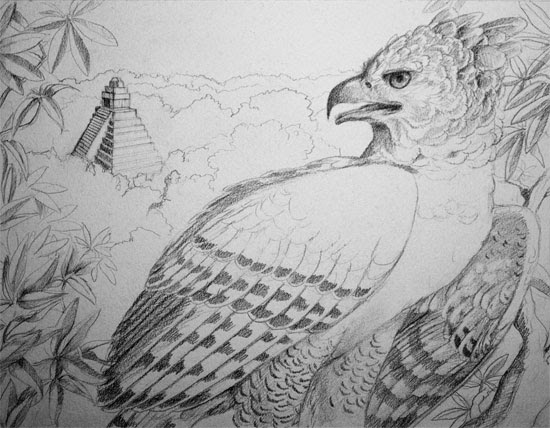 eagle drawing