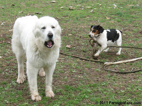 Tired Daisy and Energetic Bert