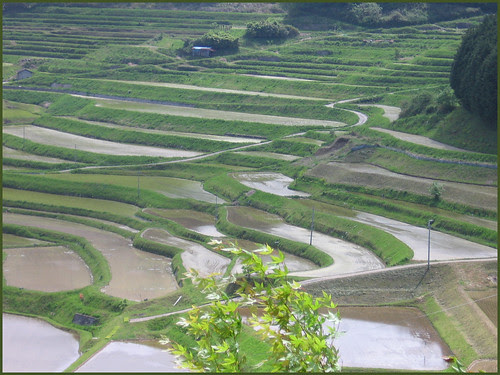 03 gentle curves of the paddies