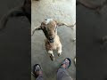 best performing goat(बकरी की कला देखे )interasting moments