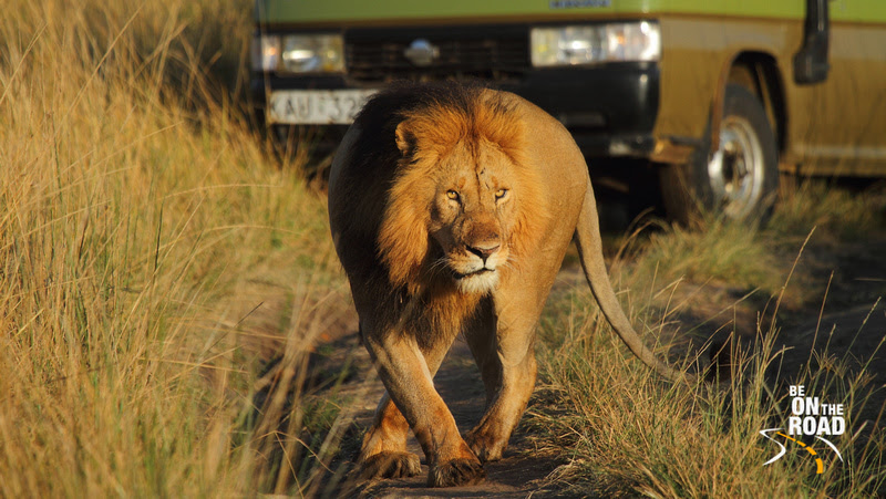 A Special Maasai Mara Moment
