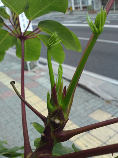 植物の成長は早い 40代から50代にヒットして欲しいデザインtシャツ屋です
