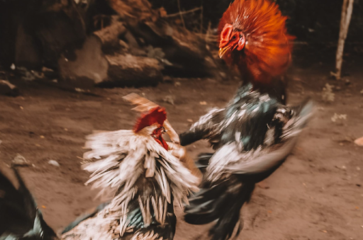 Hình ảnh