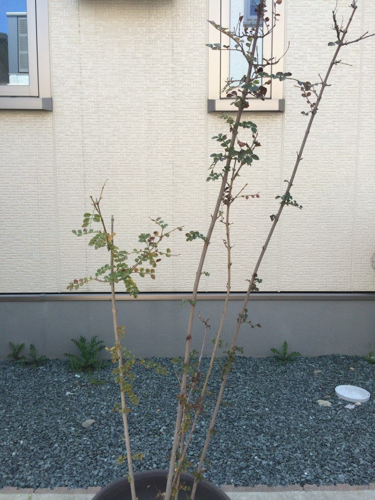 鉢植えシマトネリコの植え替えとメネデール つるバラと宿根草の小さな庭づくり