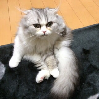 100 猫 猫親戚探し スコティッシュフォールドロングヘアー一覧
