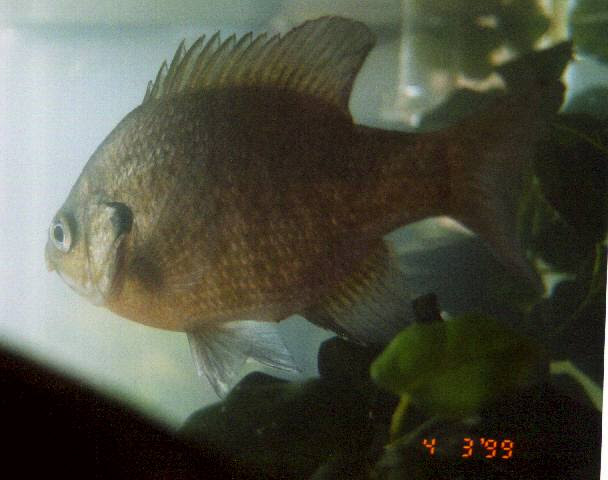 ブラックバスの飼育日記 １９９９年４月