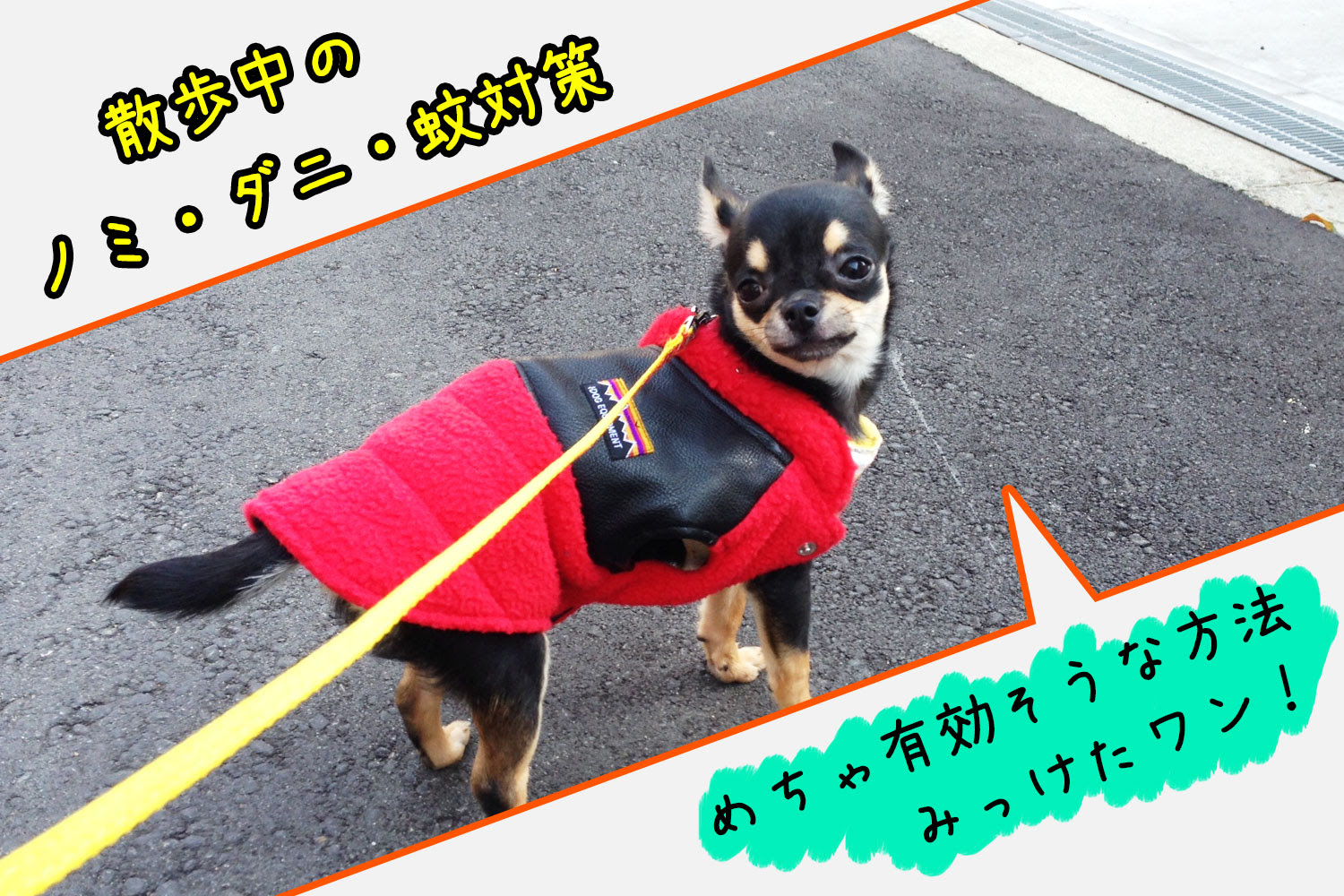 犬のダニ ノミ 蚊対策はひば水 ひば油に含有のヒノキチオールで はじめてのチワワ