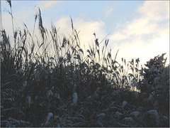 04 frost in sunrise reeds