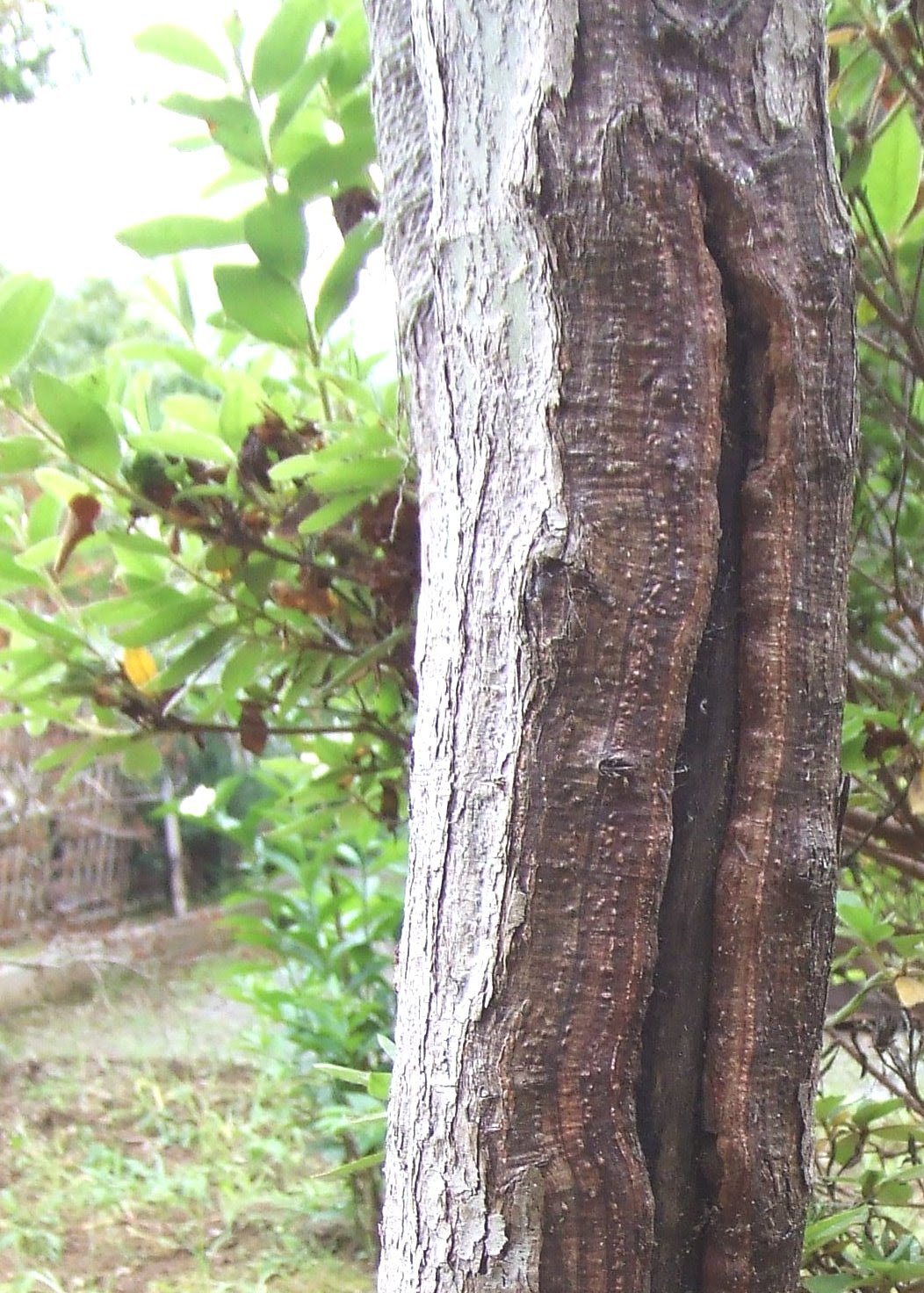 テッポウ虫 杉苔も庭の賑わい
