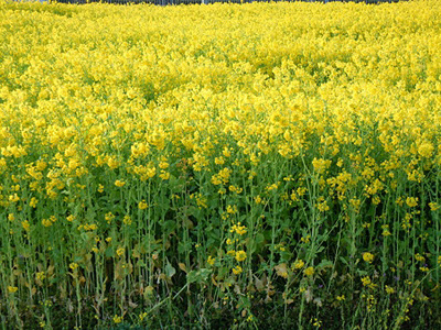 ナバナ 菜花 の育て方 用土の調節と収穫時期が大切