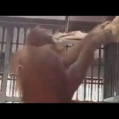 Orangutan builds a hammock