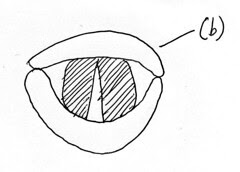 (b)