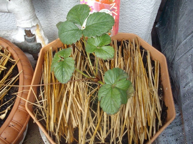 イチゴの様子 ハダニ対策 大好き ベランダ菜園