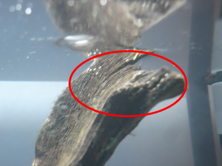 流木の白い物体 このゆずのアクアライフ