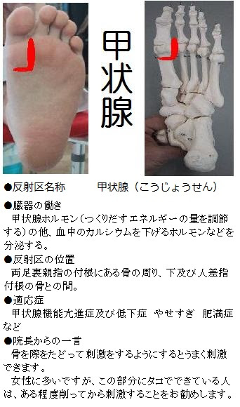 反射区一覧 足ツボ図 足もみてっちゃん