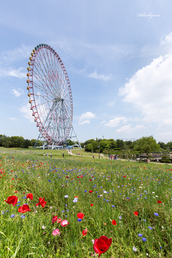 ポピーの咲く風景 葛西臨海公園 観覧車前芝生広場 寄り道 道草 遠回り