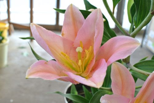 花粉が着かないユリ 千葉県旭市で花屋をお探しならギフトに最適なスタンド花 ハーバリウムが評判のよしの生花