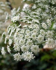 花 レースフラワー 2月17日の花と花言葉 レースフラワー 魅る魅るガーデニング