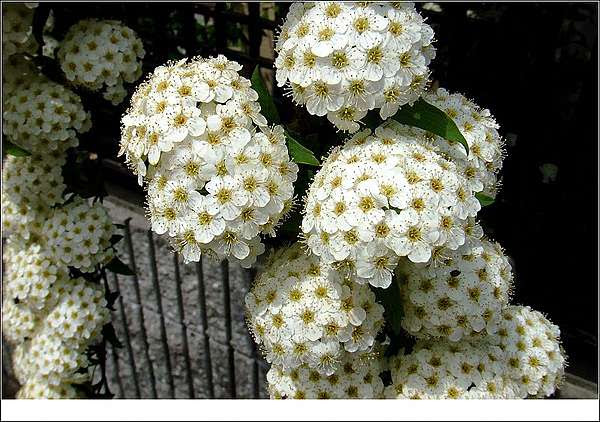 京 生活 花 開 了 就寫旅行吧 痞客邦