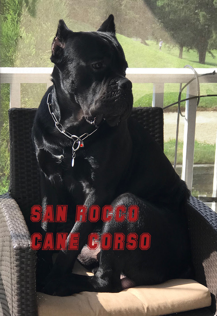 San Rocco Cane Corso Puppies For Sale